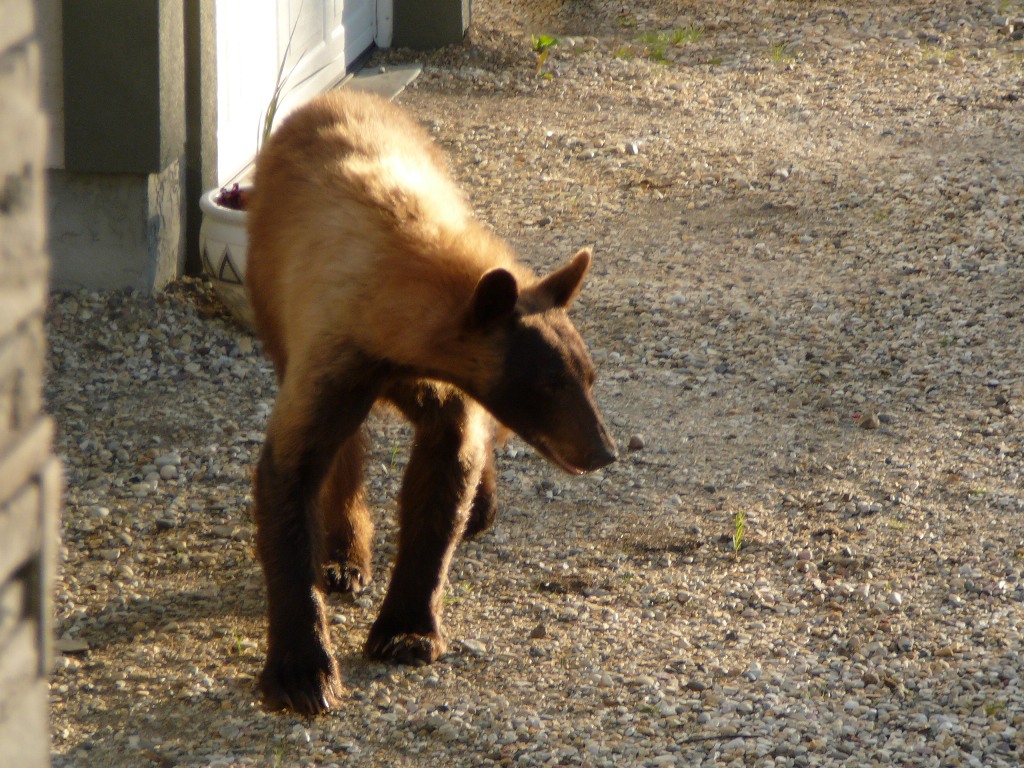 bear2.jpg