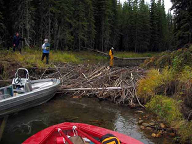 Berland River Sept. 032.jpg