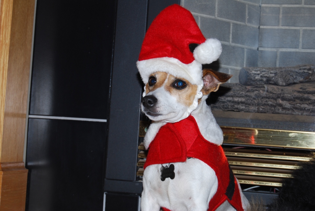 X-mass dogs 022.jpg